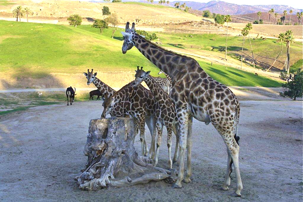 Overnight stay at the San Diego Zoo Wild Animal Park | Daytripping Mom